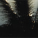 Diana Sparks Photo 22