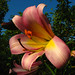 Sandra Bloom Photo 15