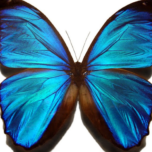 Michelle Langston Photo 25