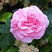 Judy Rose Photo 2