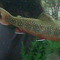 Joel Shepard Photo 13