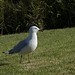Bill Silver Photo 15