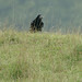 Steve Rooks Photo 16