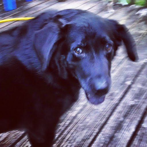 Stephanie Harding Photo 14