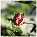 Jonathan Blume Photo 17