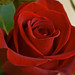 Rose Cunningham Photo 6