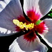 Sharon Sharp Photo 6