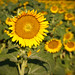 Debra Rutledge Photo 21