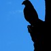 Jeffrey Hawk Photo 10
