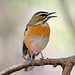 Robin Beard Photo 40