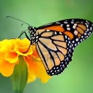 Dolores Alvarado Photo 31