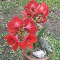 Virginia Hahn Photo 11