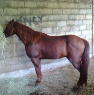 Ramon Contreras Photo 40