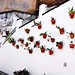 Frances Llanos Photo 16