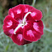 Sue Bloom Photo 15