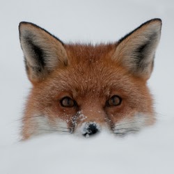 Nickolas Toth Photo 1