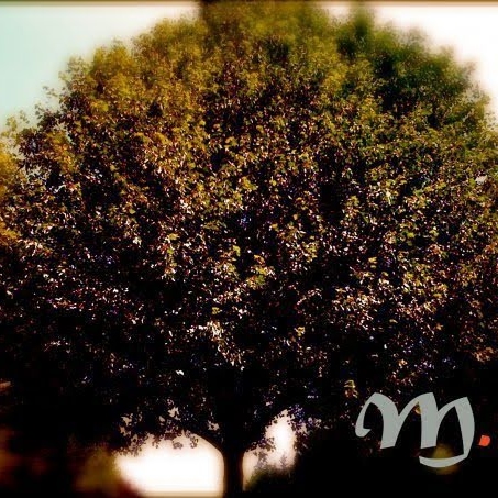 Jeffrey Schaefer Photo 23