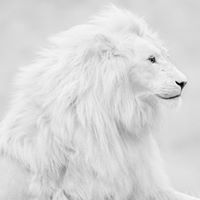 Michael Robillard Photo 15