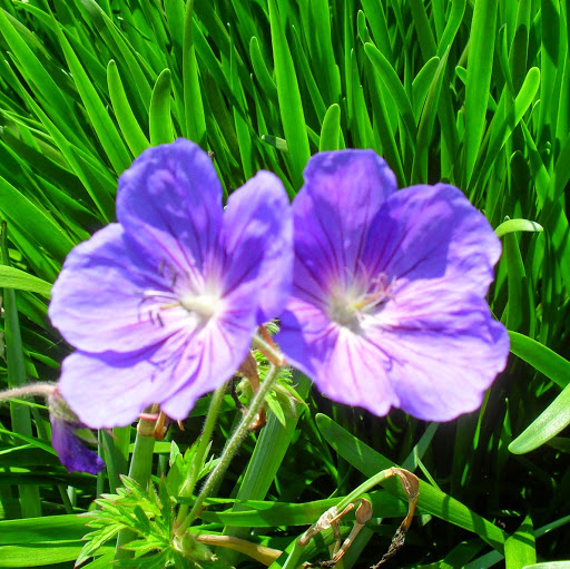 Pamela Meadors Photo 4