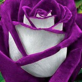 Pamela Daniels Photo 18