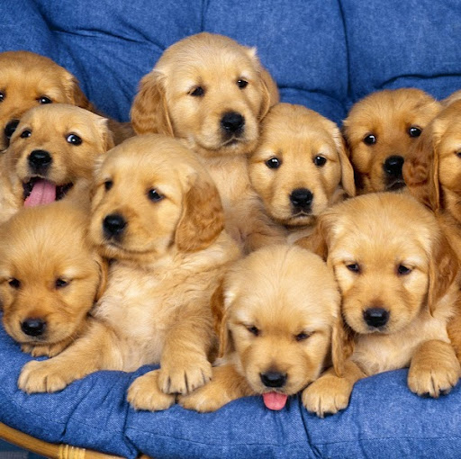 Jean Gorman Photo 20 Jean Gorman Photo 20