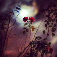 Laura Redmond Photo 36