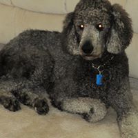 Ronald Campbell Photo 39 Ronald Campbell Photo 39