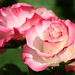 Rose Hamilton Photo 42