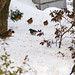 Robin Hitchcock Photo 16