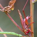 Mary Scudder Photo 8