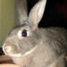 Wilma Brown Photo 29