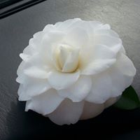 Linda Hardy Photo 20