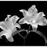 Julia Summers Photo 6