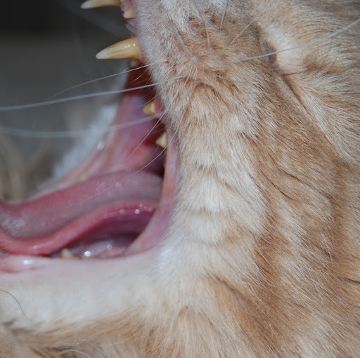 Charlotte Lang Photo 6