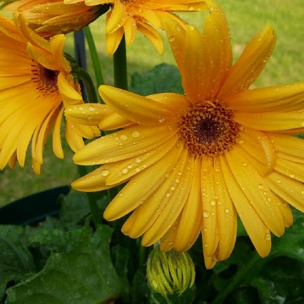 Shelley Hess Photo 7