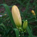 Lois Williamson Photo 11