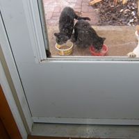 Annie Goodman Photo 26