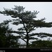 Wei Shang Photo 9