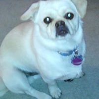 Brenda Collins Photo 19