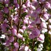 Annemarie Bloom Photo 7