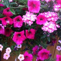 Pam Nichols Photo 37