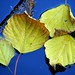 Lawrence Paulsen Photo 10