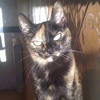 Joana Pacheco Photo 30