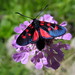 Christian Wallis Photo 13