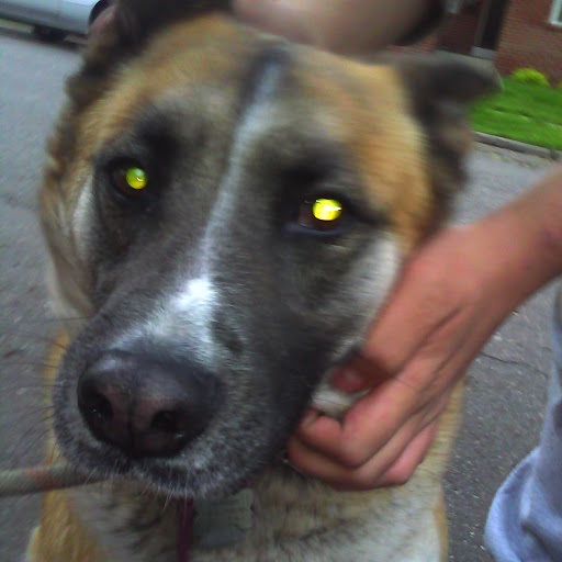 Matthew Shelton Photo 29