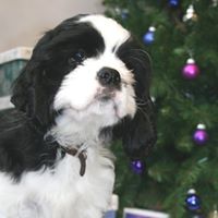 Denise Simons Photo 32