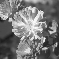 Michelle Marrs Photo 8