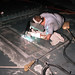 Robert Patch Photo 28