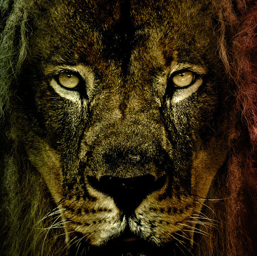 Steven Lachance Photo 26