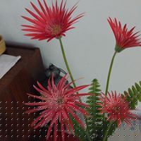 Regina Simon Photo 37